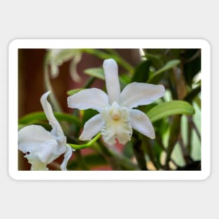 a white orchid in the garden Sticker